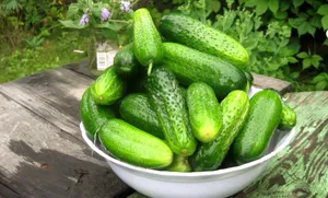 Green Cucumber Fruits In A Bowl Wallpaper