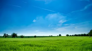 Green Farmland Under Blue Sky Wallpaper