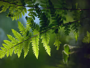 Green Fern 1920 X 1440 Wallpaper Wallpaper