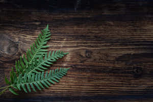 Green Fern 2000 X 1333 Wallpaper Wallpaper