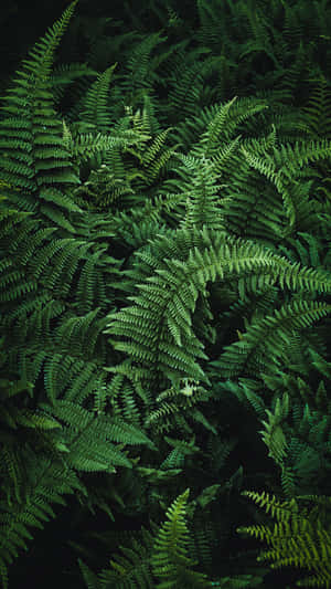 Green Fern 2160 X 3840 Wallpaper Wallpaper