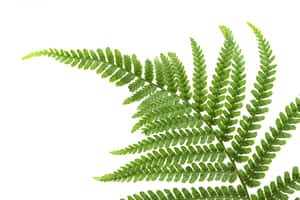 Green Fern Wallpaper Wallpaper