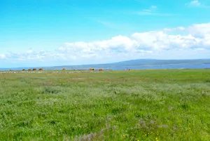 Green Field Live Desktop Wallpaper