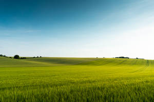 Green Fields Hd Scenery Wallpaper