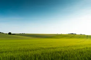Green Fields Hd Scenery Wallpaper