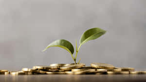 Green Finance And Sustainable Investment Wallpaper