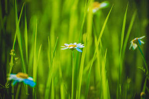 Green Floral Blue Flower Wallpaper