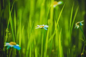 Green Floral Blue Flower Wallpaper