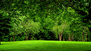 Green Forest 1920 X 1080 Wallpaper Wallpaper