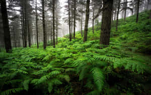 Green Forest Ferns Wallpaper