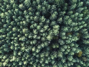 Green Forest Mac Os Wallpaper