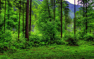 Green Forest Under Clear Sky Wallpaper