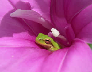 Green Frogin Pink Flower.jpg Wallpaper