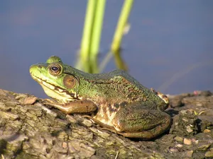 Green Frogon Logby Water Wallpaper