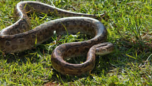 Green Grass Anaconda Wallpaper