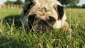 Green Grass And Pug Dog Wallpaper