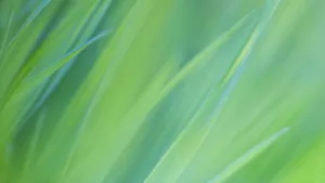 Green Grass In Motion Wallpaper