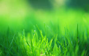 Green Grass In The Sunlight Wallpaper