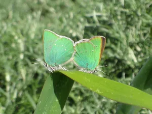 Green_ Hairstreak_ Butterflies_ Resting Wallpaper