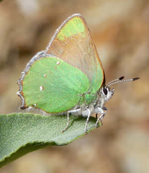Green_ Hairstreak_ Butterfly_ Closeup Wallpaper
