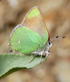 Green_ Hairstreak_ Butterfly_ Closeup Wallpaper