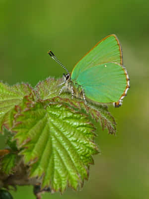 Green Hairstreak Butterflyon Leaf Wallpaper