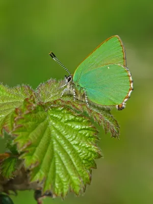 Green Hairstreak Butterflyon Leaf Wallpaper