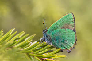 Green Hairstreak Butterflyon Pine Wallpaper