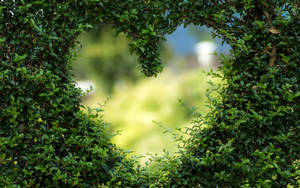 Green Heart In Bush Wallpaper