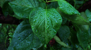 Green Heart Water Droplets Wallpaper