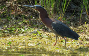 Green Heron Standing Near Water Wallpaper