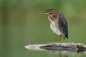 Green Heron Waterfront Perch Wallpaper