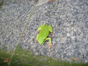 Green Hyla Frogon Granite Wallpaper
