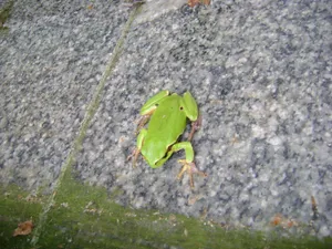 Green Hyla Frogon Granite Wallpaper