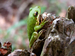 Green Hyla Frogon Tree Stump Wallpaper