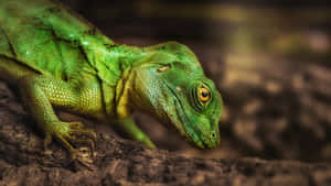 Green Iguana Close Up Wallpaper