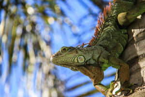 Green Iguana Perchedon Tree Wallpaper