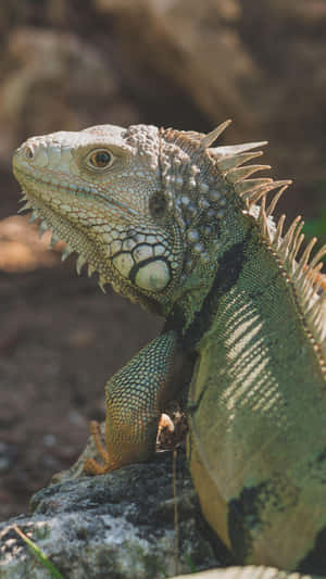 Green Iguana Sunbathing Wallpaper