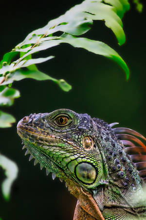 Green Iguana With Fern Leaf Wallpaper