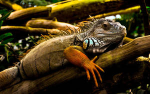 Green Iguana With Orange Legs Wallpaper