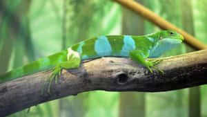 Green Iguanaon Branch.jpg Wallpaper