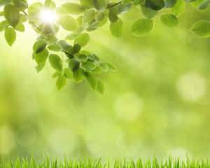 Green Ipad [wallpaper] Wallpaper