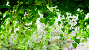 Green Ivy Canopy Sunlight Backdrop Wallpaper