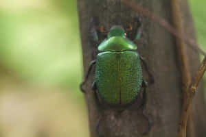 Green June Beetleon Tree Bark Wallpaper