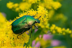 Green June Beetleon Yellow Flowers.jpg Wallpaper