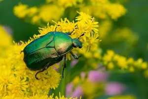 Green June Beetleon Yellow Flowers.jpg Wallpaper