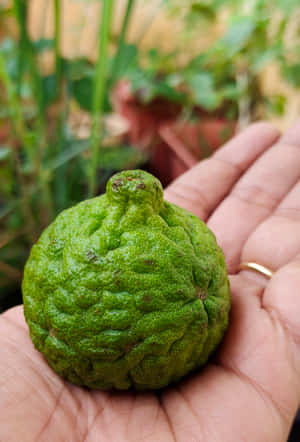 Green Kaffir Lime Fruit In The Palm Wallpaper