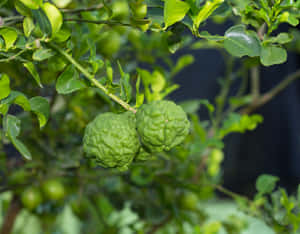 Green Kaffir Lime On Branch Wallpaper