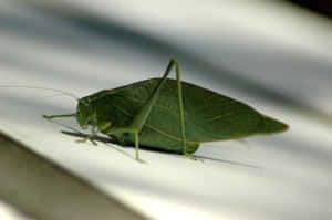 Green Katydid Camouflage Wallpaper