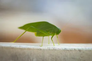 Green Katydid Camouflage Wallpaper